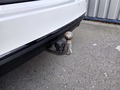 View of trailer tow-bar hitch