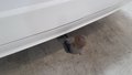 View of trailer tow-bar hitch