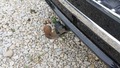 View of trailer tow-bar hitch
