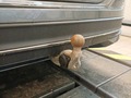 Podrobna fotografija