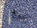 View of trailer tow-bar hitch