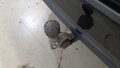 View of trailer tow-bar hitch