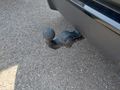 View of trailer tow-bar hitch