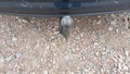 View of trailer tow-bar hitch