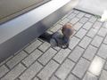 View of trailer tow-bar hitch