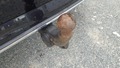 View of trailer tow-bar hitch