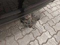 View of trailer tow-bar hitch