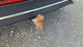 View of trailer tow-bar hitch