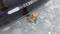 View of trailer tow-bar hitch