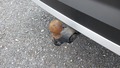 View of trailer tow-bar hitch