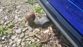 View of trailer tow-bar hitch