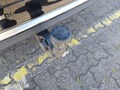 View of trailer tow-bar hitch