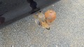 View of trailer tow-bar hitch