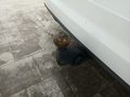Foto di dettaglio