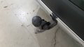 View of trailer tow-bar hitch