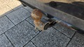 View of trailer tow-bar hitch