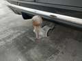 View of trailer tow-bar hitch
