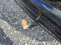 View of trailer tow-bar hitch