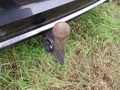 View of trailer tow-bar hitch