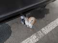 View of trailer tow-bar hitch