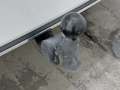 View of trailer tow-bar hitch