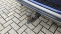 View of trailer tow-bar hitch