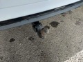 View of trailer tow-bar hitch