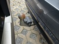 View of trailer tow-bar hitch