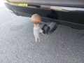 View of trailer tow-bar hitch