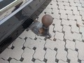 View of trailer tow-bar hitch