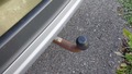 View of trailer tow-bar hitch