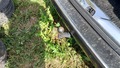 View of trailer tow-bar hitch