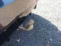 View of trailer tow-bar hitch