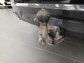 View of trailer tow-bar hitch
