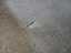 Tapis