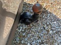 Photo de détail