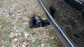 View of trailer tow-bar hitch