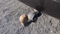 View of trailer tow-bar hitch