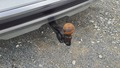 View of trailer tow-bar hitch